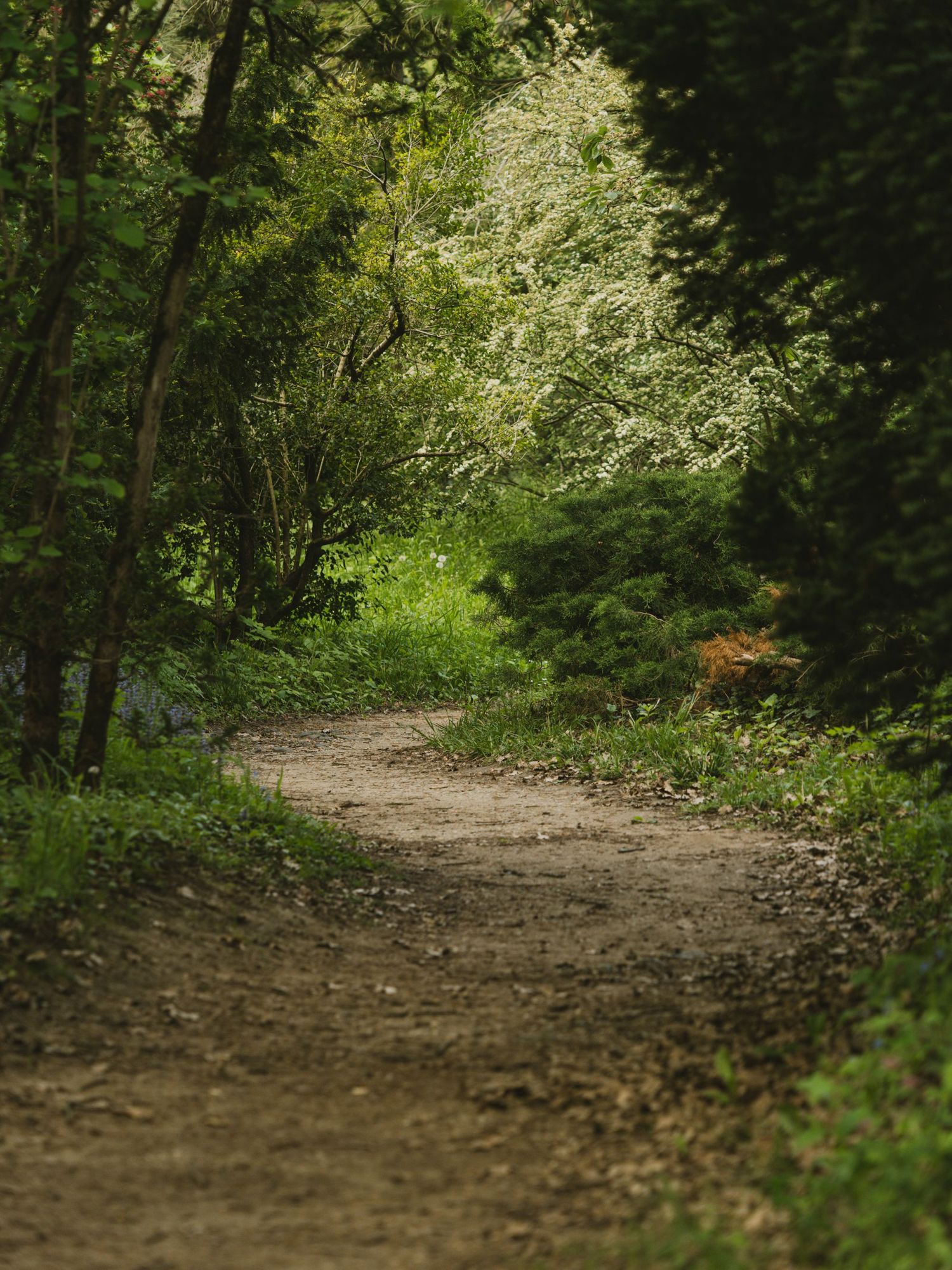 A quiet path through woodland